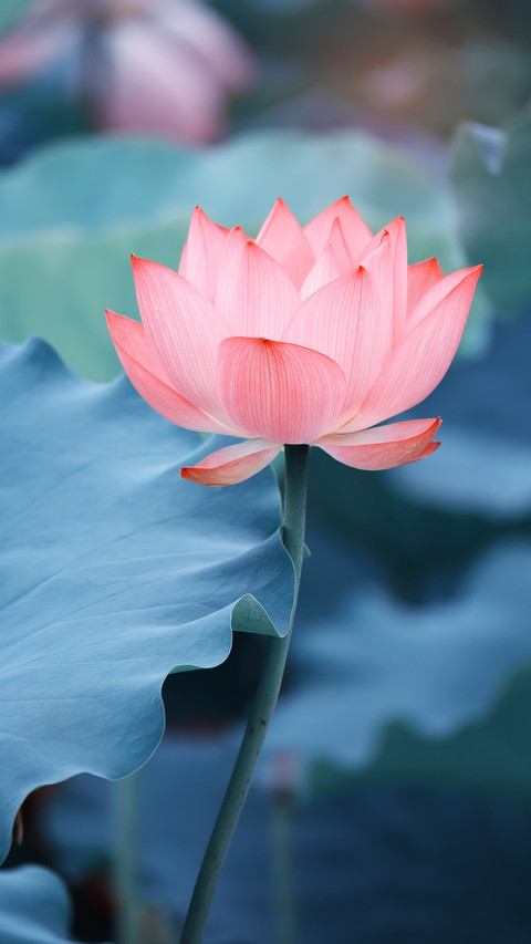 Lotus in summer preview
