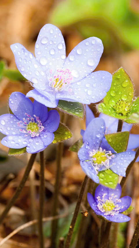 Spring preview