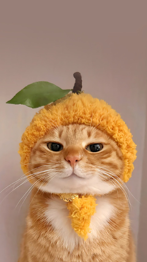 猫咪能有多记仇？ preview