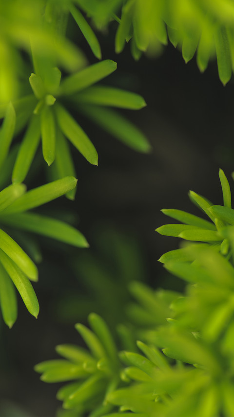 绿色护眼小清新植物-锐景创意 preview