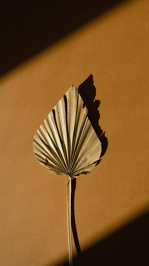Elegant Aesthetic Dried Fan Leaf with Sunlight Shadows preview