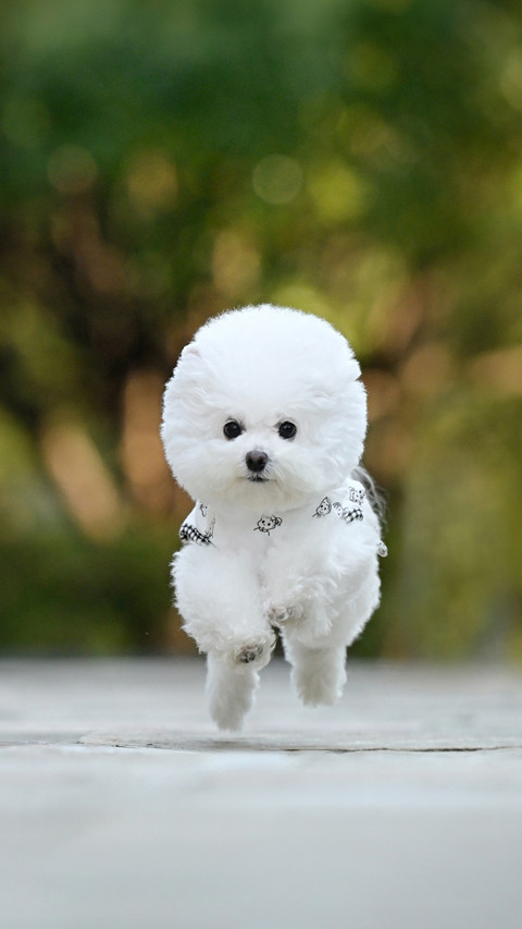 Why did the dog bite lu dongbin preview