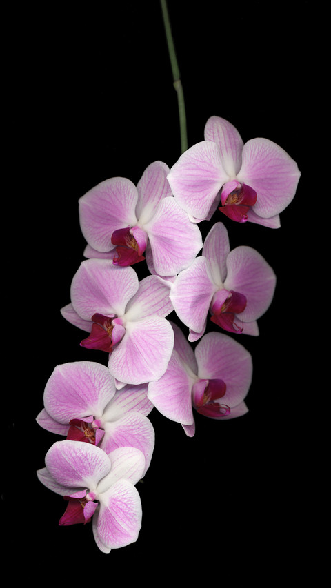 Knowledge of commonly used fresh cut flowers 9 preview