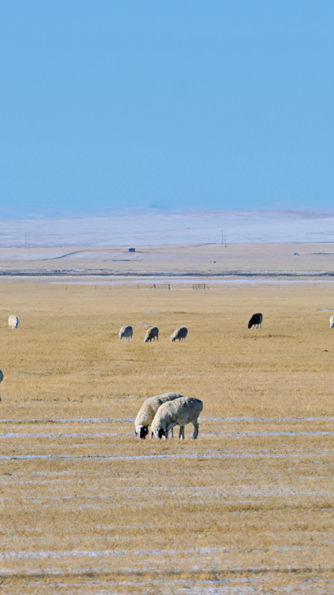 Snow Falling in Hulunbuir preview
