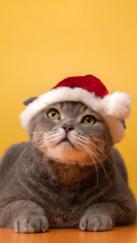 A bigheaded person wearing a christmas hat preview