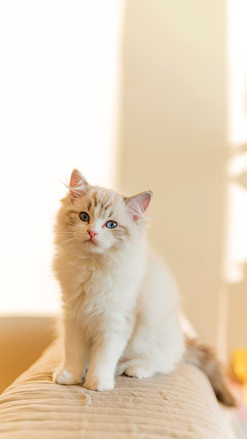 Young beautiful cat sitting on the couch preview