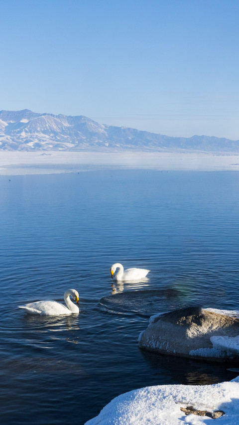 Swans in the lake preview
