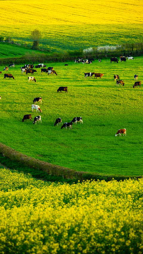 Green grass and cattle herds preview