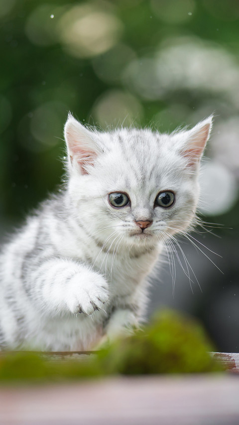 猫咪是如何捕猎的 preview