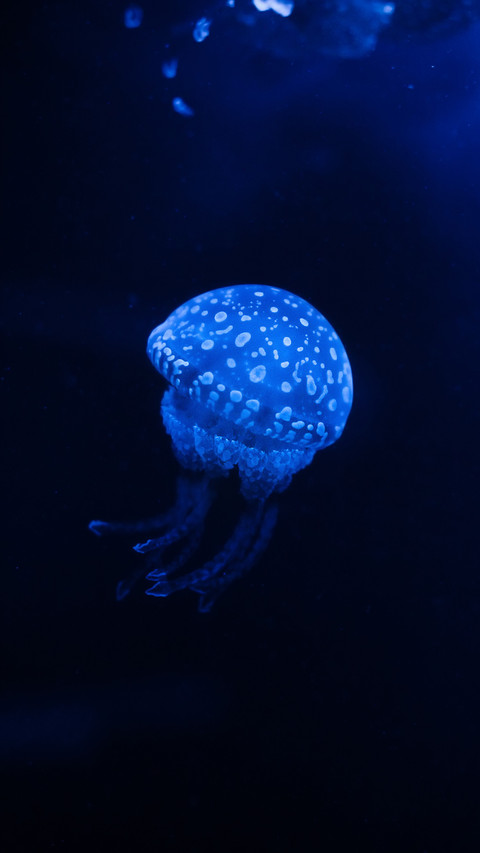 Luminous jellyfish-03 preview