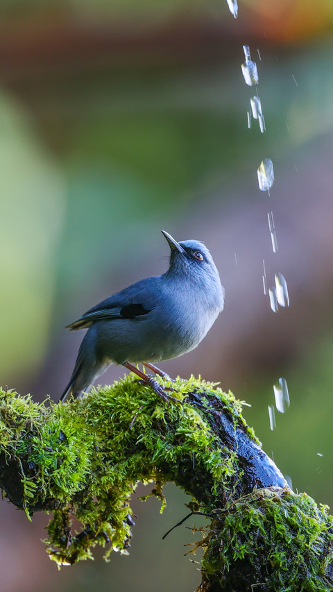 A flock of birds bathe together in the clouds and water preview