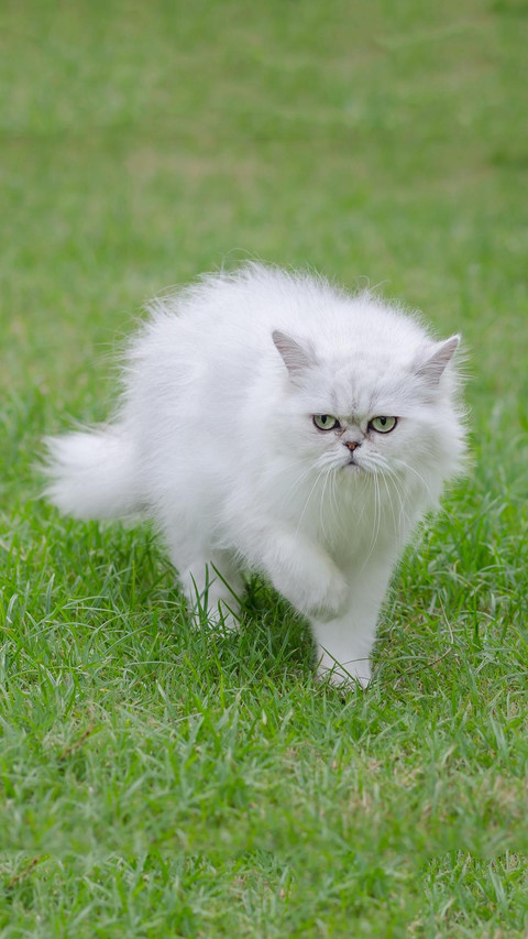 Pet cat63 preview