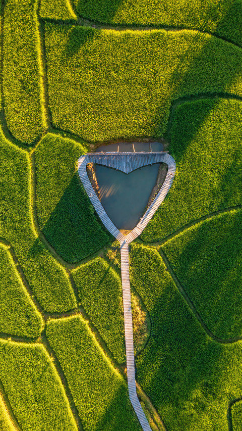 The Heart-Shaped Path in the Rice Field preview