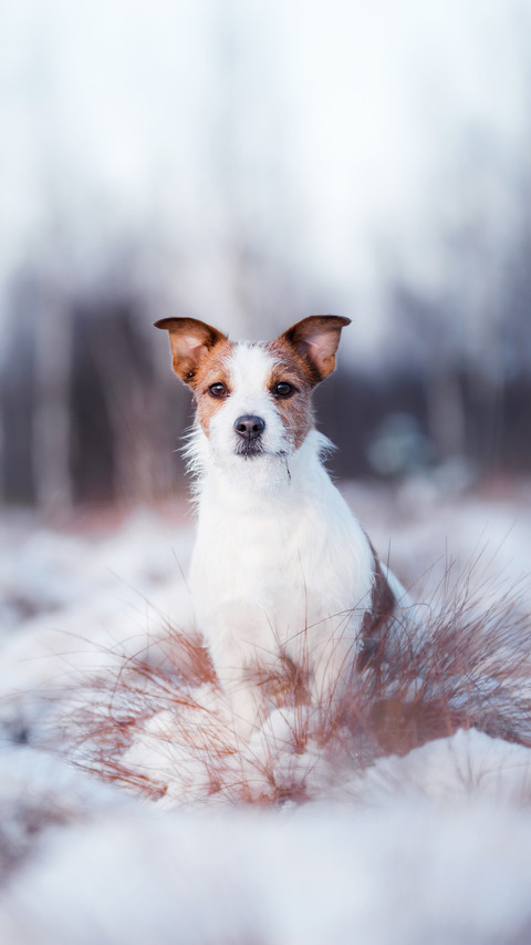 Dog Jack Russell Terrier outdoors in the winter preview