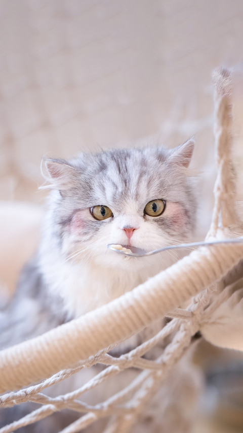 The felines highaltitude complex preview