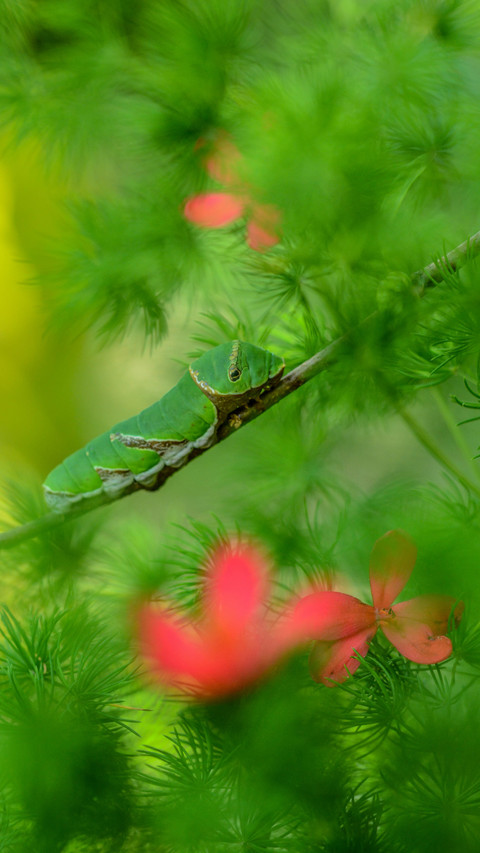 Insect by Rivu Gayen preview