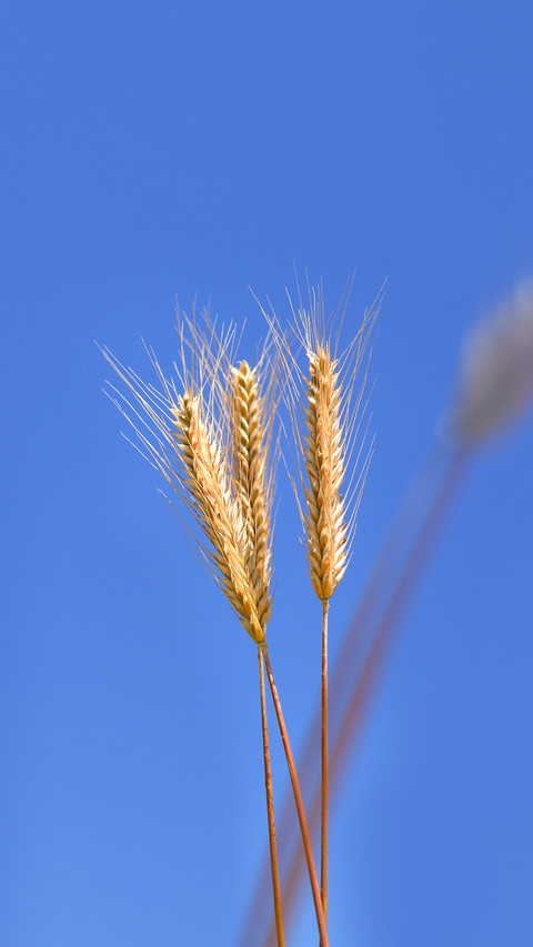 Ears of rye against the sky preview