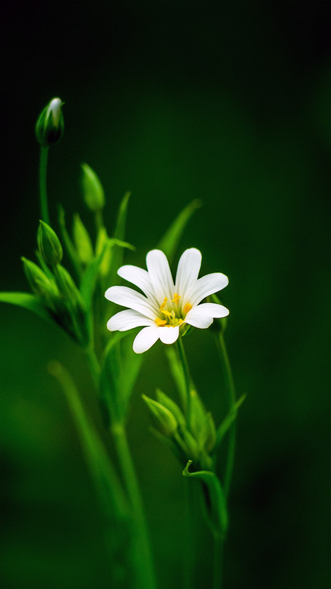 Fresh and natural wildflowers preview