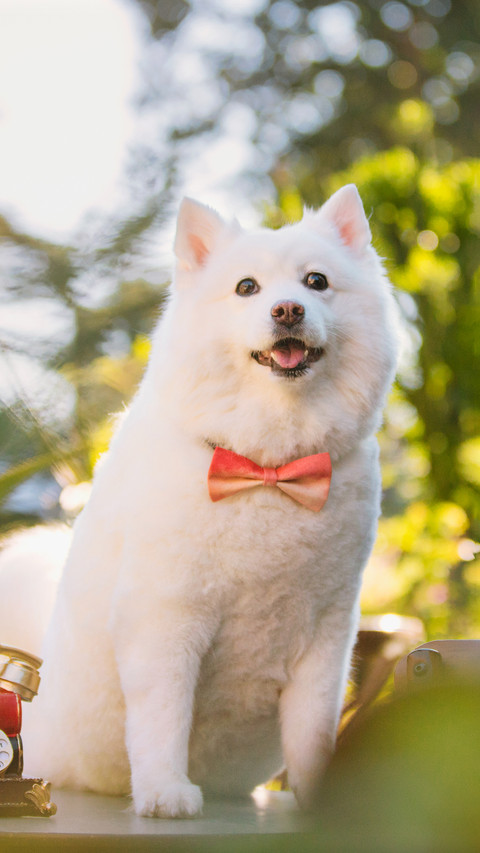Dog (2) preview