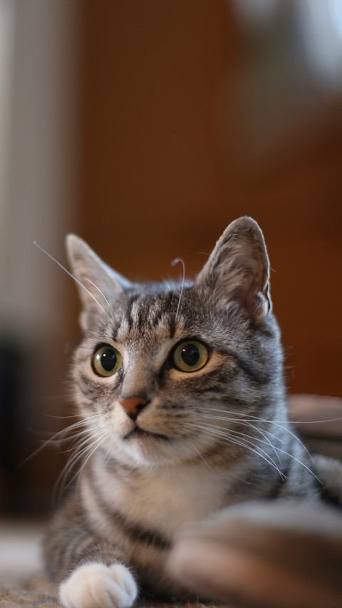 What to do if family members oppose keeping cats 01 preview