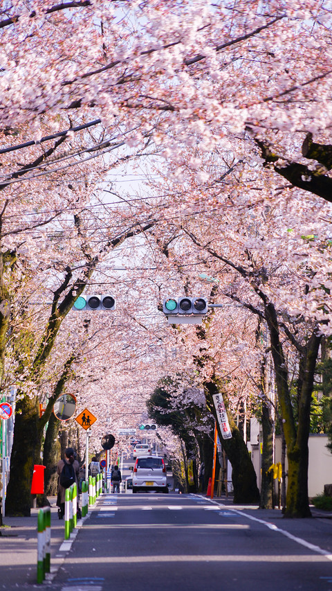 cherry blossom preview