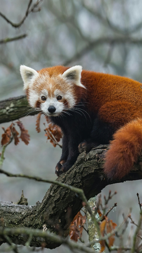 A Red Panda Sitting on A Branch preview