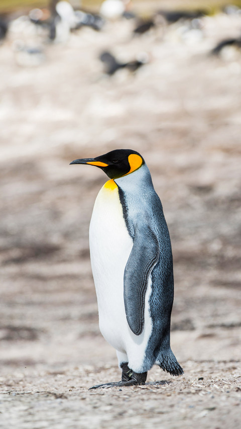 A king penguin in Antarctica preview