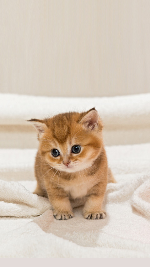 Little kitty and a skein of wool on a white blanket preview