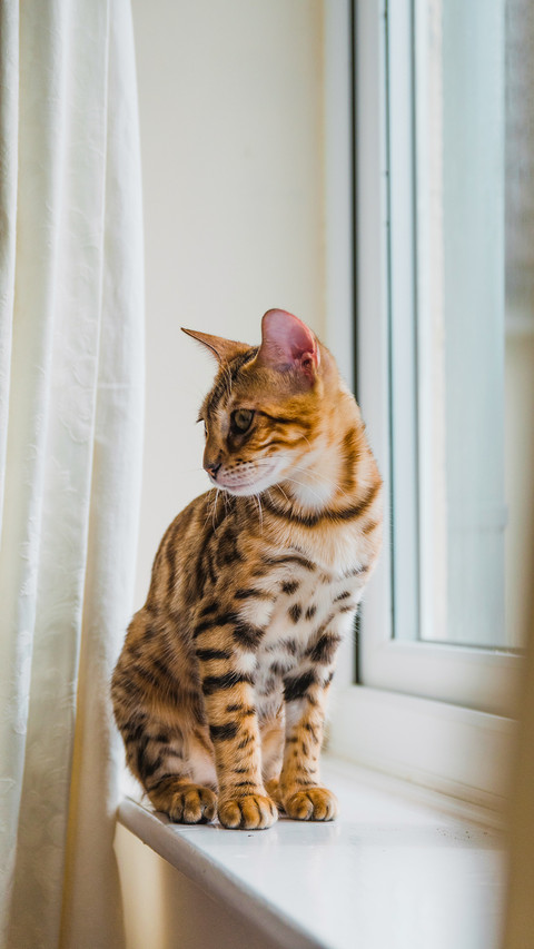 Adorable Bengal cat by the window preview