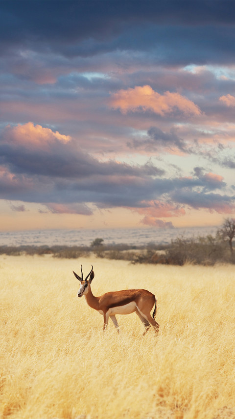 wild animal-01 preview