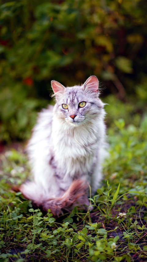 Outdoor cat preview
