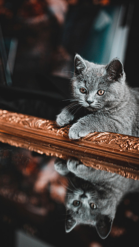 Psychological activity of cats rubbing against you 3 preview