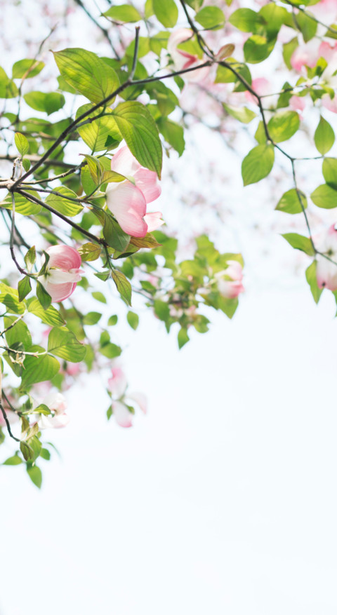 Floral B1 (21) preview