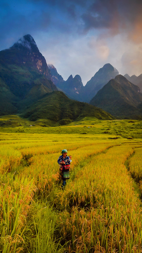 Exquisite terraced fields preview