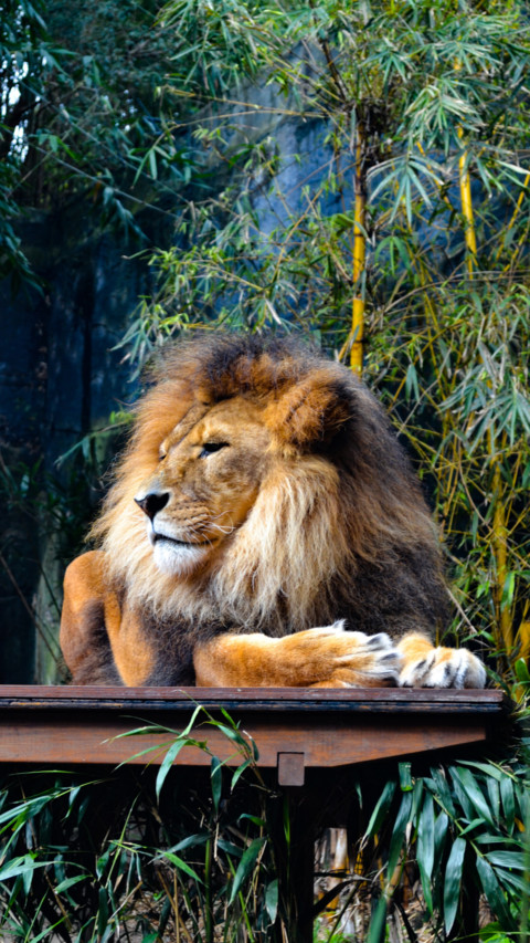 King of the Jungle B2 (8) preview