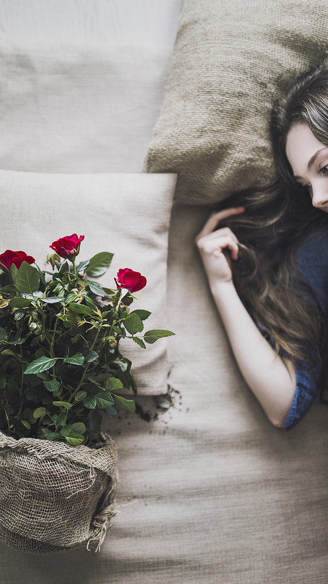 international-rose preview