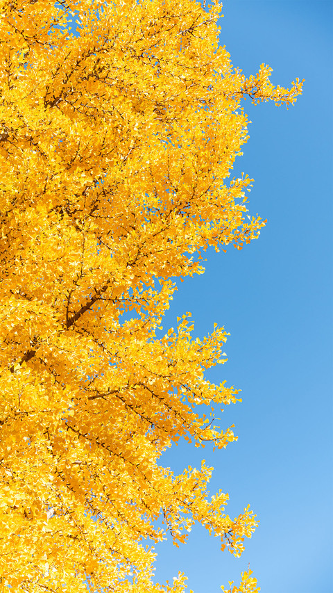 The ginkgo leaves under the sky preview