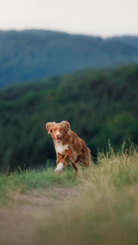 Dog runs across the field in the grass preview