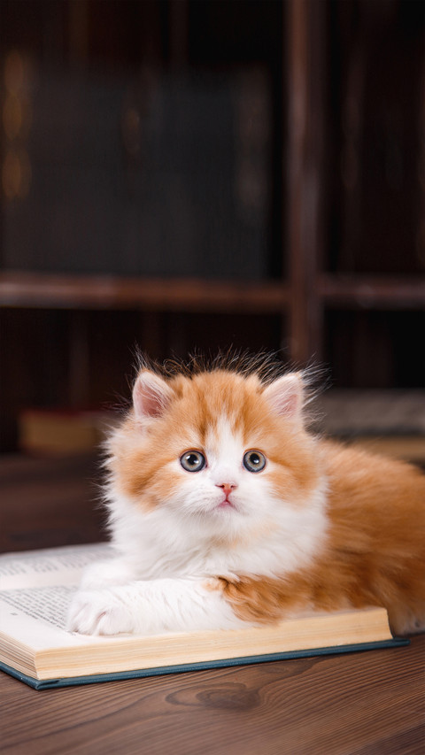 Kitten Scottish Fold Breed on a Color Background preview