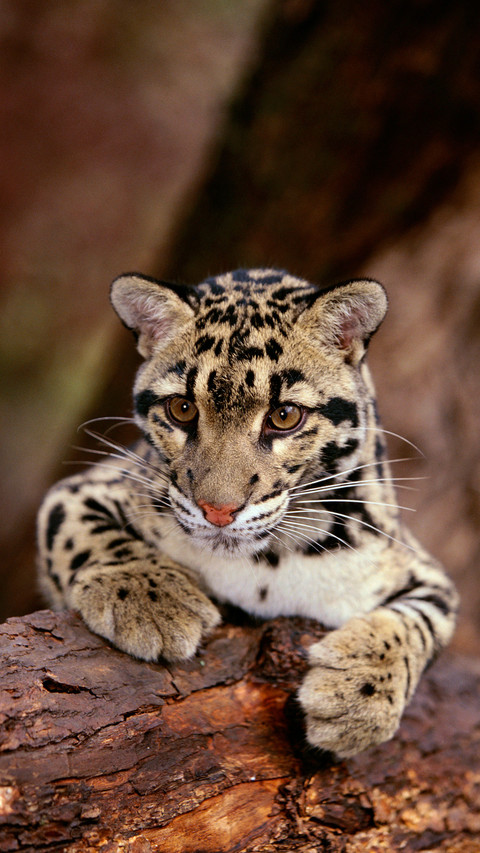 Amazing big cat preview