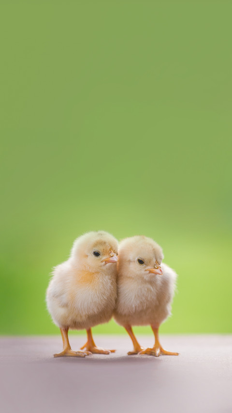 Close up Twin of Little Chickens Friend preview
