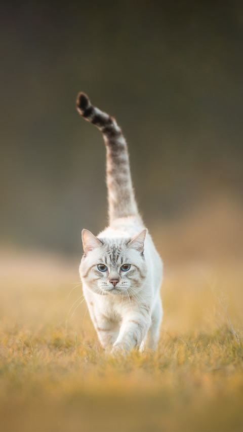 A Tabby Cat That Looks like a Tiger Walks through the Forest preview