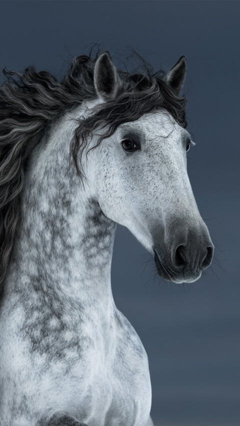 A portrait of a thoroughbred horse preview