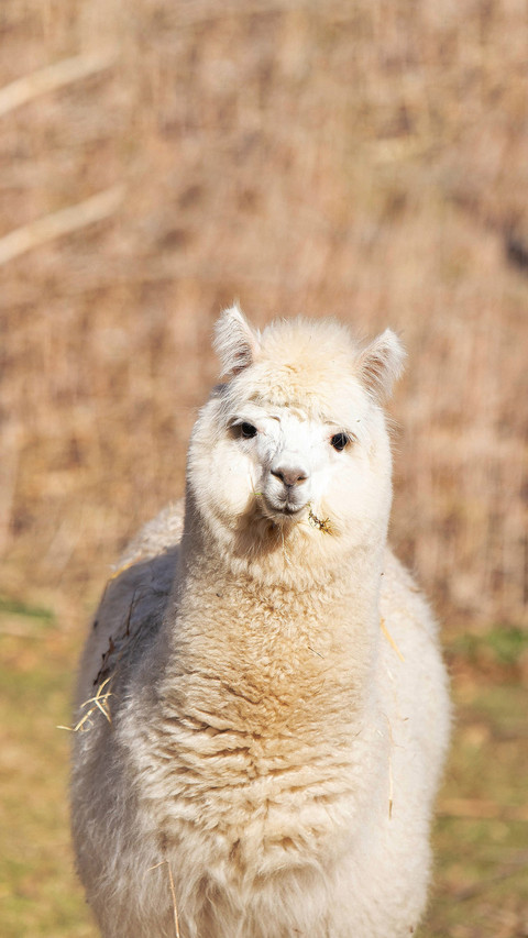 A luxury house suddenly explodes with alpacas preview