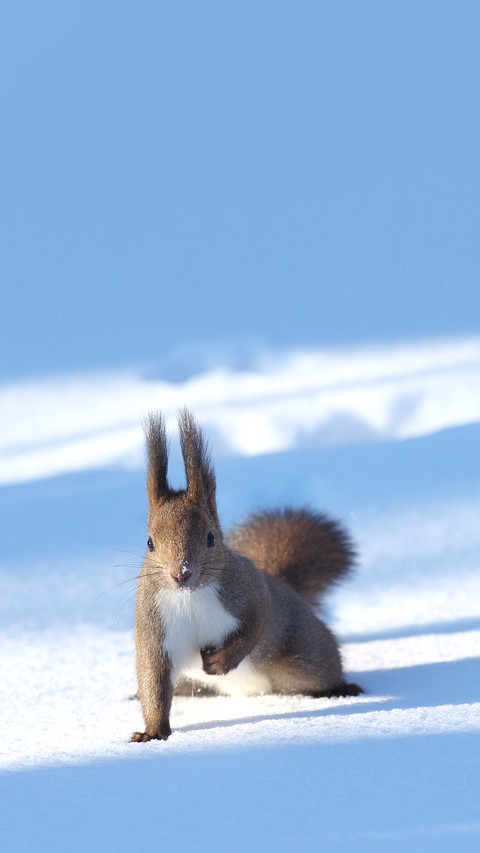The Hokkaido subspecies of the Red Squirrel preview