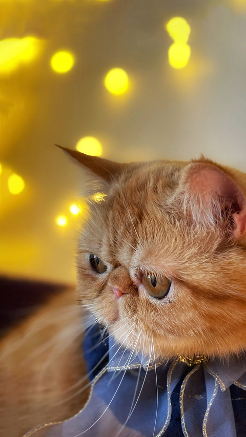 Does a cat miss its owner 81 preview