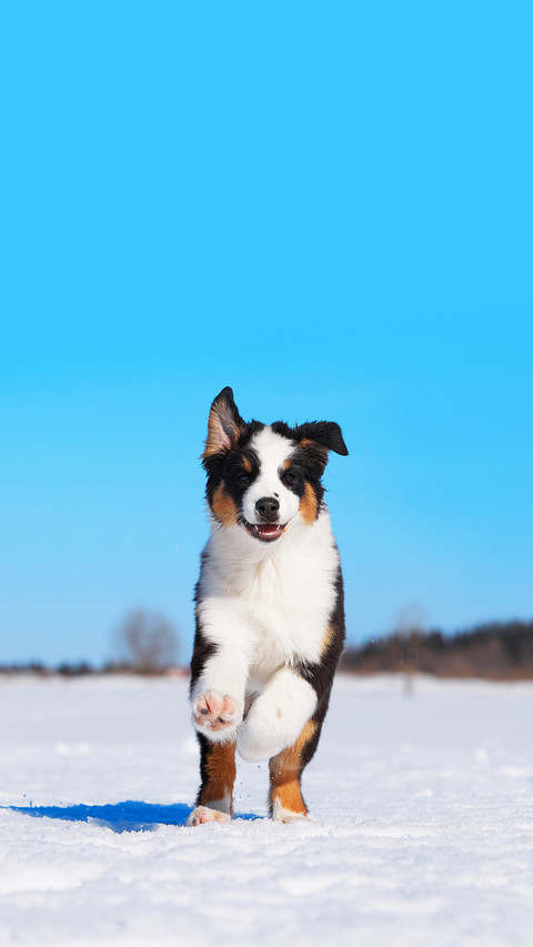 An Australian Shepherd dog runs in the snow preview
