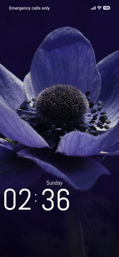 Beauty Flower preview