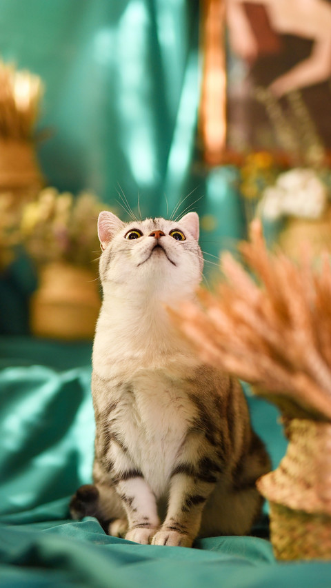 What if a cat makes a mistake 40 preview
