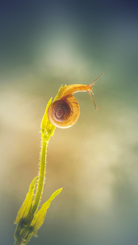 Macro insects and plants preview